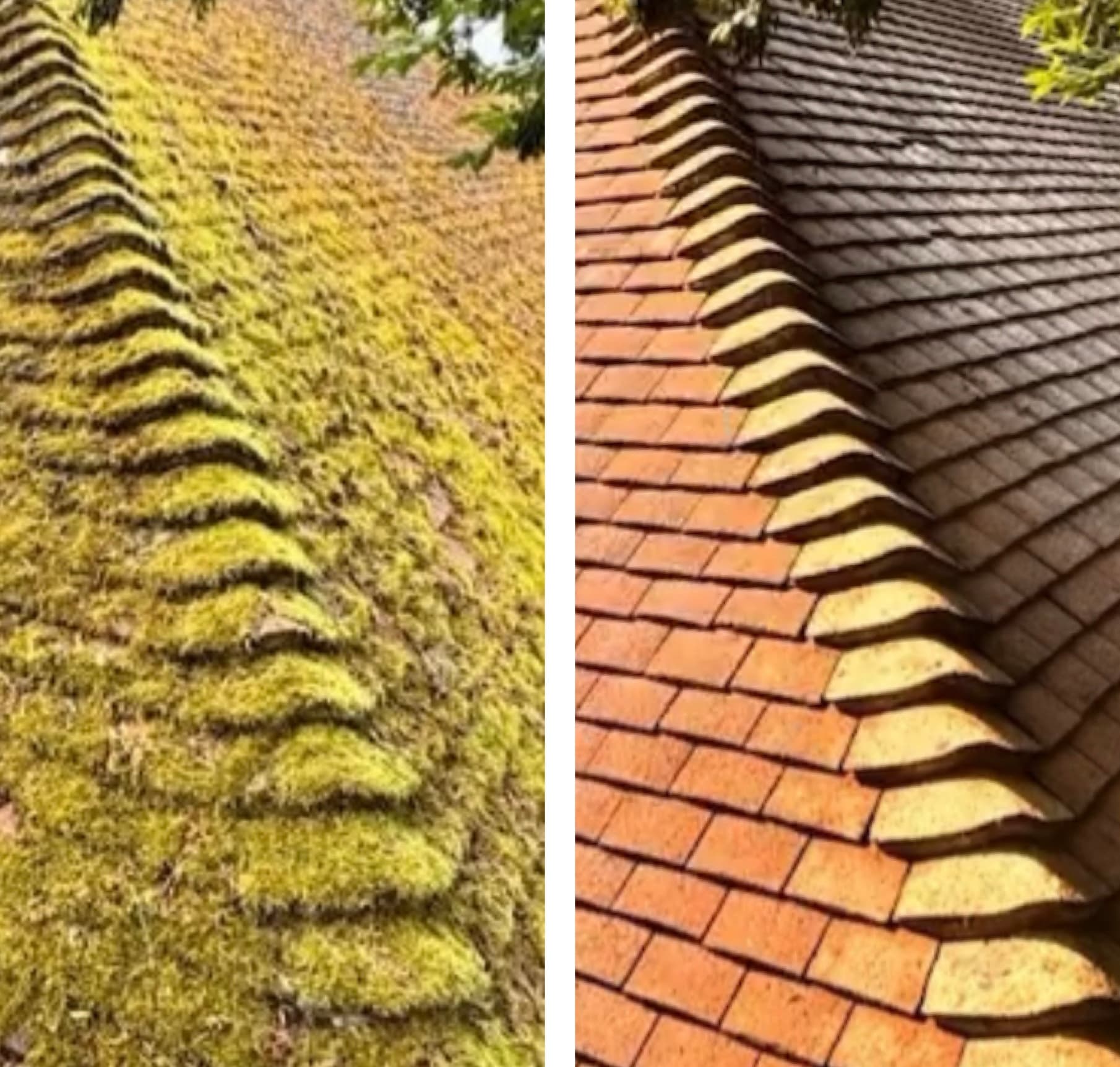 Moss stripped and gutters cleared