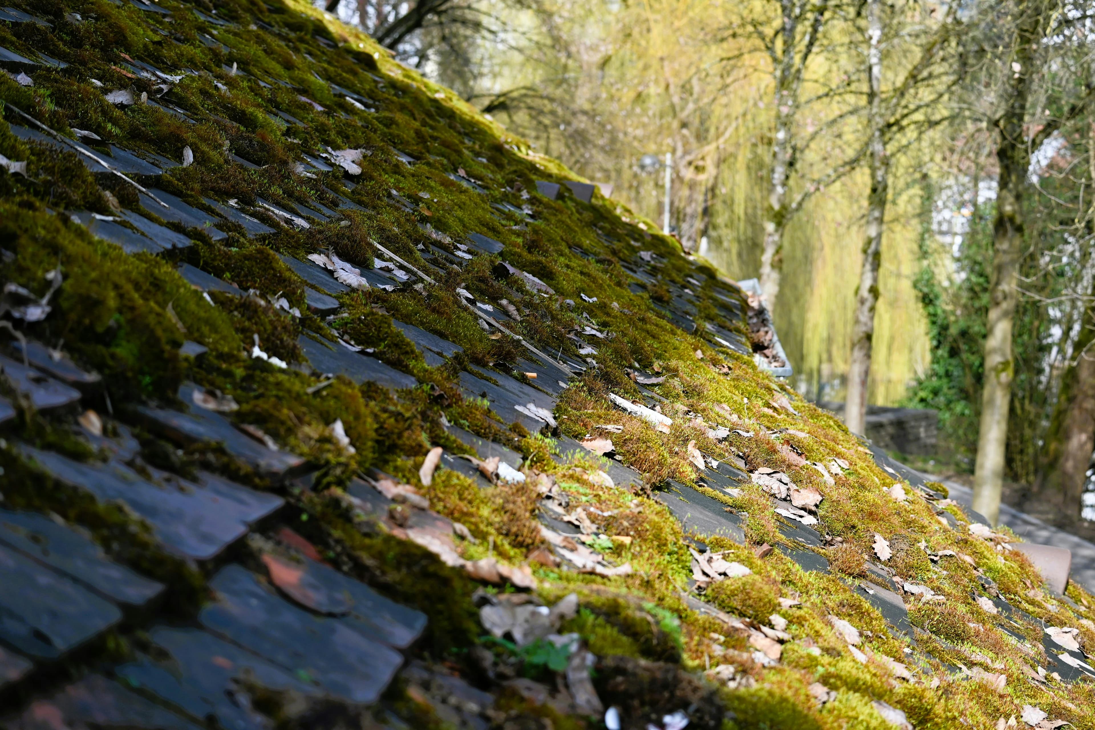 Moss Removal